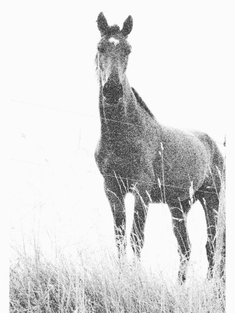 Cheval - Série Inceste